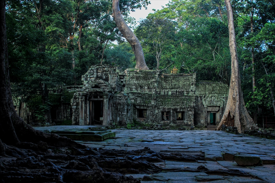 Engulfed Ta Prohm