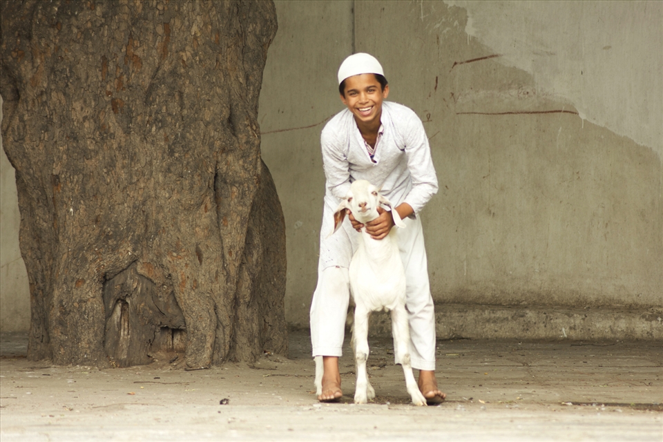 In contrary to bakri-eid, it's a playful delicate bonding of humans and animals