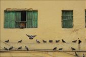 These local pigeons in this place are considered as be messengers of God. : by vaisshu, Views[452]