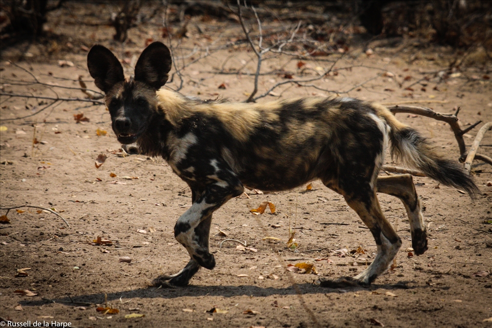 A wild dog struts confidently at close range to the photographer 