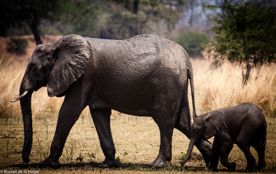 An elephant calf hurries along by his mothers side 