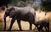 An elephant calf hurries along by his mothers side : by valleydogs, Views[224]