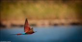 A carmine bee eater flies back towards the nest where their chicks are hiding: by valleydogs, Views[230]