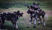 Three wild dog pups play with each other after the first rains of the season: by valleydogs, Views[266]