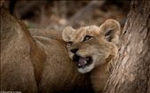 A young lion cub enjoys her mothers company and protection: by valleydogs, Views[461]