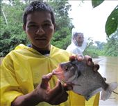 Turtle from the Shiripuno River: by valpro, Views[590]