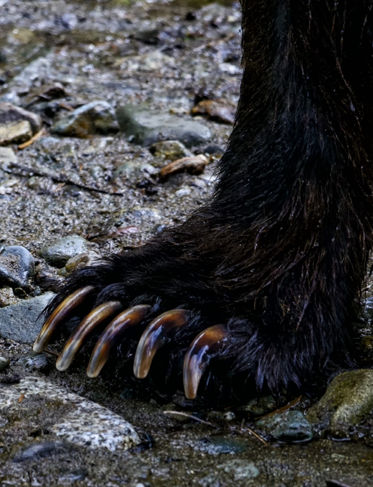 Grizzly foot. I wanted to get a frame filling shot of a grizzly walking through a creek up in the Tongass national forest (Alaska).