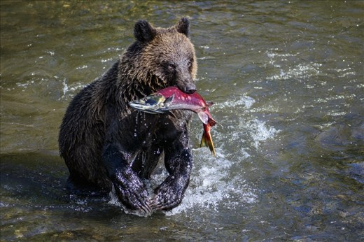 Young bears aren't the greatest at fishing.  It took a while before this young grizzly got a catch but he made my day by turning towards me, with a shiny red sockeye salmon in his mouth!