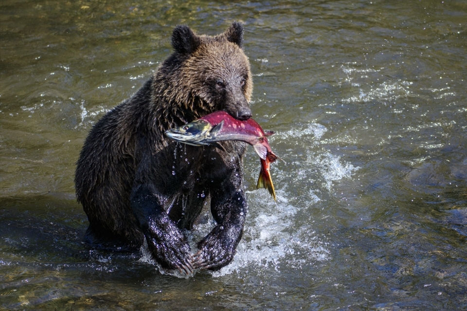 Young bears aren't the greatest at fishing.  It took a while before this young grizzly got a catch but he made my day by turning towards me, with a shiny red sockeye salmon in his mouth!