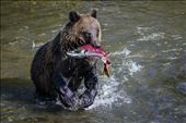 Young bears aren't the greatest at fishing.  It took a while before this young grizzly got a catch but he made my day by turning towards me, with a shiny red sockeye salmon in his mouth!: by vangophotos, Views[350]
