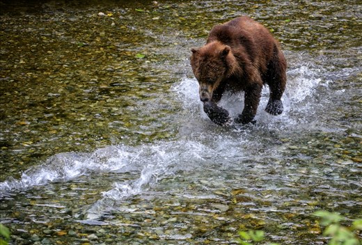 Having shot thousands of images of bears walking through the rivers up in Alaska, my goal was this year to get action shots.  I love how the bear seems to be flying over the water in pursuit of two salmon.  Shot in the Tongass national forest.