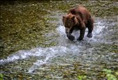 Having shot thousands of images of bears walking through the rivers up in Alaska, my goal was this year to get action shots.  I love how the bear seems to be flying over the water in pursuit of two salmon.  Shot in the Tongass national forest.: by vangophotos, Views[396]