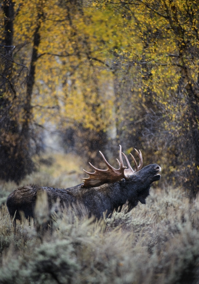 I timed my visit to the Tetons this year with the moose mating season.  This is one of my favorite images of a bull moose, standing in sage brush on a cold, rainy day, with some fall colors left overhead.