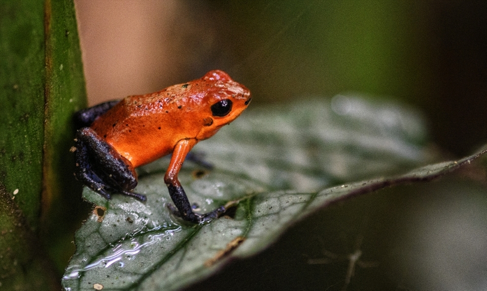 These poison dart frogs (
