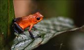 These poison dart frogs (