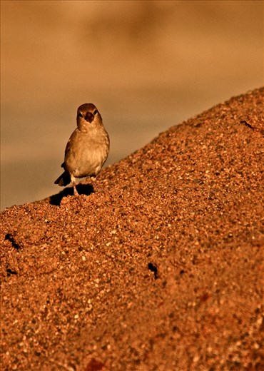 No place to Stay !!! When I was kid 100's of sparrow used to stay within my house...Now hardly any place for them. Man-made threats such as the rising numbers of mobile phone towers and microwave pollution, pollution, noise and electric wires have made the sparrow’s survival all the more difficult ..