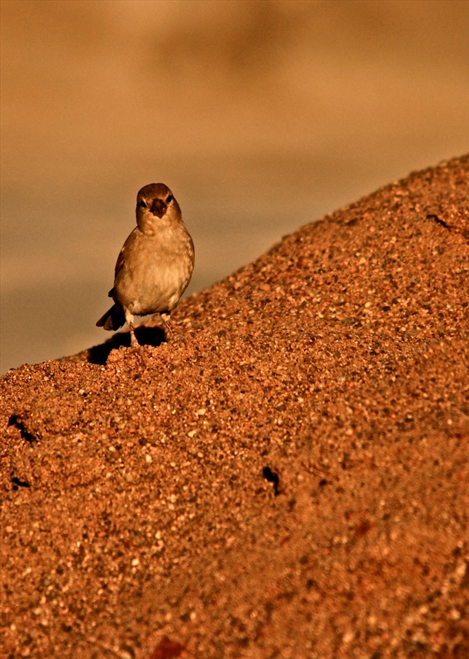 No place to Stay !!! When I was kid 100's of sparrow used to stay within my house...Now hardly any place for them. Man-made threats such as the rising numbers of mobile phone towers and microwave pollution, pollution, noise and electric wires have made the sparrow’s survival all the more difficult ..