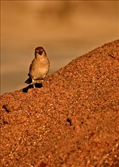 No place to Stay !!! When I was kid 100's of sparrow used to stay within my house...Now hardly any place for them. Man-made threats such as the rising numbers of mobile phone towers and microwave pollution, pollution, noise and electric wires have made the sparrow’s survival all the more difficult ..: by vanishing-house-sparrow, Views[299]