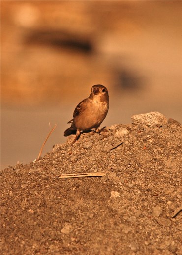 Looking for home ....strongly believe that a lot can be done at an individual level to save Mother Earth and her many wonderful creations. We are particular about sparrows because their disappearance has a direct bearing on the degraded environment we are living in. The sparrow homes can be set-up in balconies, verandahs, hang it down from pergolas, or even put it up on a tree.