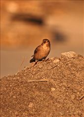 Looking for home ....strongly believe that a lot can be done at an individual level to save Mother Earth and her many wonderful creations. We are particular about sparrows because their disappearance has a direct bearing on the degraded environment we are living in. The sparrow homes can be set-up in balconies, verandahs, hang it down from pergolas, or even put it up on a tree.: by vanishing-house-sparrow, Views[343]