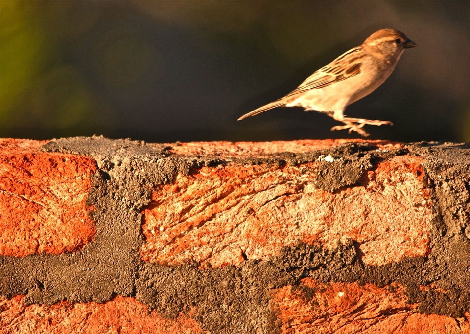 Otherwise soon I will be part of History !!!!! Yes this can happen if we doesn't wake up and do something to bring them back...Sparrows, which have been an intricate part of the city’s environment, are now practically unseen owing to urban development eating up their nesting space. Let us join hand to get them back.....