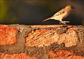Otherwise soon I will be part of History !!!!! Yes this can happen if we doesn't wake up and do something to bring them back...Sparrows, which have been an intricate part of the city’s environment, are now practically unseen owing to urban development eating up their nesting space. Let us join hand to get them back.....: by vanishing-house-sparrow, Views[639]