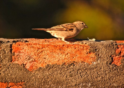 Struggling for food N water. Due to vanishing of water sources like well, lake and non-availability of grains making them to struggle. Earlier grandmothers used to sit in the courtyard and separate grains from stones and husk. Today, small shops are getting replaced with supermarkets with manufacturing set-ups elsewhere. Grains are hard to find for the sparrows...