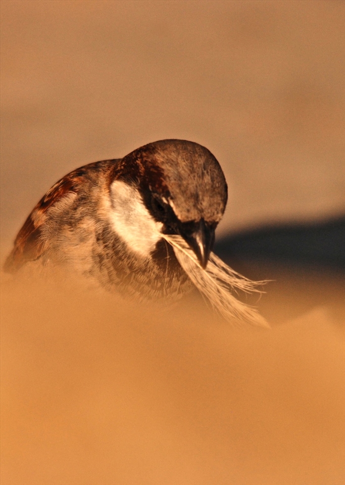 Food N water please ...
Put bird boxes and feeders outside your house or in your gardens. Water-bowls or a bird-bath in the hot summer afternoon helps birds to re-hydrate. This encourages some of the common birds to come back.