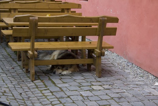 Romania, sad dog in Sigisoara