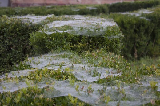 Romania, morning in Sigisoara