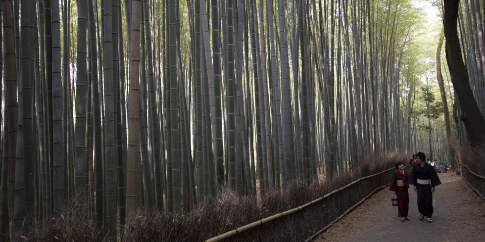 Walking through the bamboo forest in Arashiyama, Kyoto