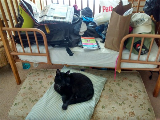 Our preliminary pile of stuff to pack. Philbert is keeping watch.