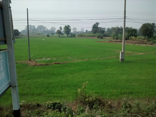 Rice fields (in all different stages) is our new scenery as we get more north
