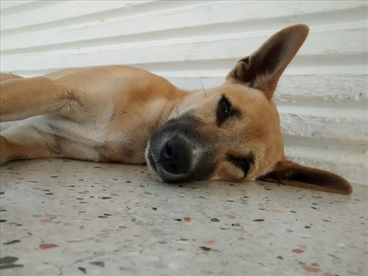 My new best friend. Wish I could save all these poor dogs running around.. This one was particularly sweet 