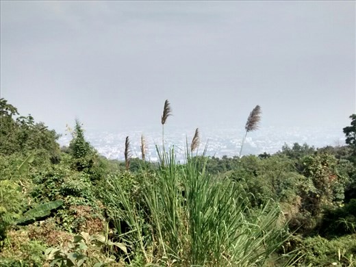 Great? view of Chiang Mai from nearly the summit of Doi Suthep