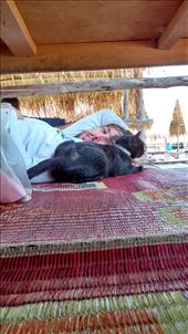 Joe found a replacement for Philbert in our hut thing next to the lake: by veganliesa, Views[174]