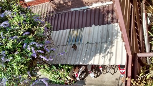cat on a hot tin roof (view from guesthouse in Chiang Mai)