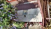 cat on a hot tin roof (view from guesthouse in Chiang Mai): by veganliesa, Views[203]