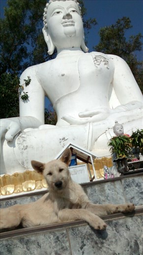 White Buddha at thaton temple, with friend