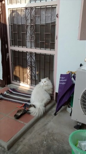 Beautiful (inside) cat at Chiang Rai guest house
She couldn't wait to get back inside
A real beauty though!