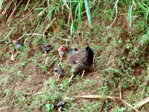 Henny Penny with her chickies on the calm side of the road  - so sweet1