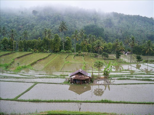 A house in a Balinese rice field, Banyuatis.