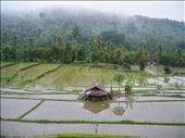 A house in a Balinese rice field, Banyuatis.: by vegiterra, Views[397]