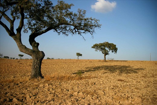 Alentejo is beautiful but dry deserted region in the south of Portugal. 