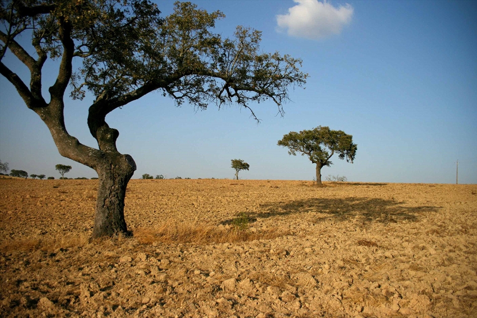 Alentejo is beautiful but dry deserted region in the south of Portugal. 