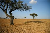 Alentejo is beautiful but dry deserted region in the south of Portugal. : by verafranco, Views[273]