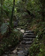 The Pinnacles track follows an old pack-horse route used to supply loggers during the 19th century. This carved-rock staircase was built in the 1840’s to ease the 500 meter ascent.  : by vfrascello, Views[404]
