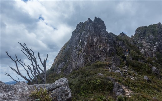 The final 100 meter ascent of the Pinnacles track is treacherous and requires bouldering skills. These hikers are using steel ladders and step-rungs mounted by the Department of Conservation to make the climb safer and more accessible. 