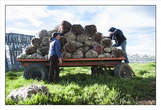 Ema helps her husband carry and load the tractor with sacks of potatoes to plant for the new crop. As many other  rural women, there's no economical remuneration for any of the work she does.