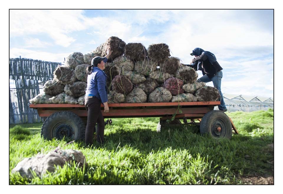 Ema helps her husband carry and load the tractor with sacks of potatoes to plant for the new crop. As many other  rural women, there's no economical remuneration for any of the work she does.